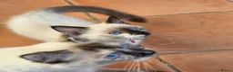 Ragdoll cats for sale: GCCF Reg. Ragdoll kittens. Ready now! - Advert 10