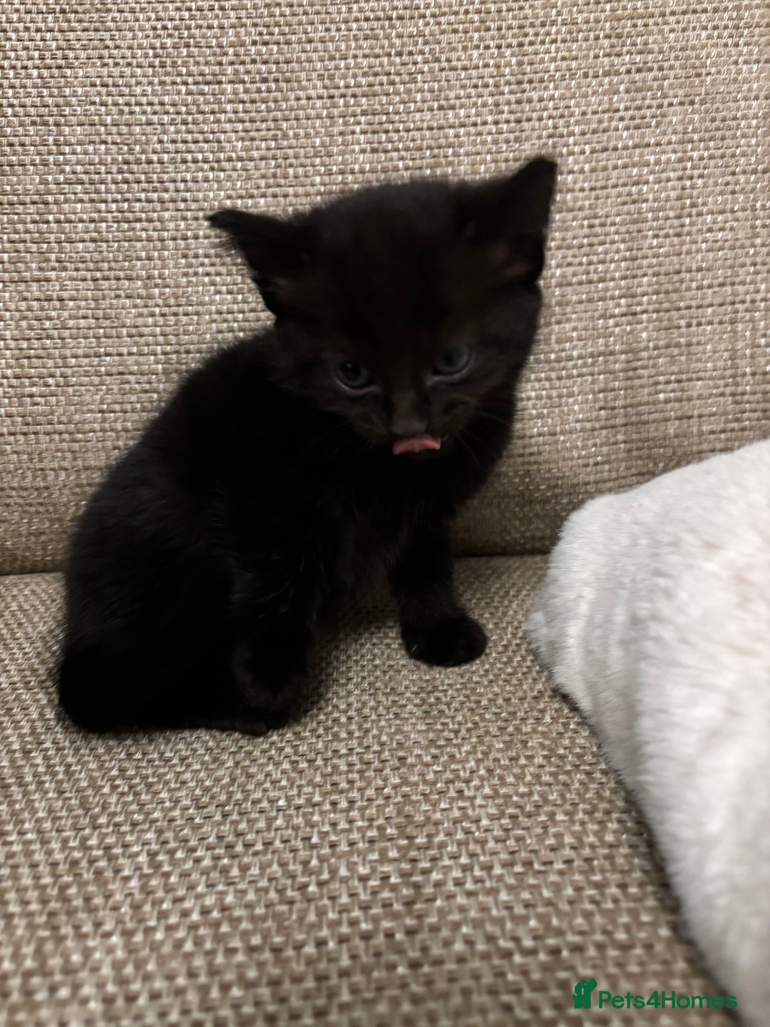 British Shorthair cats for sale: 4 kittens for sales  - Advert 3