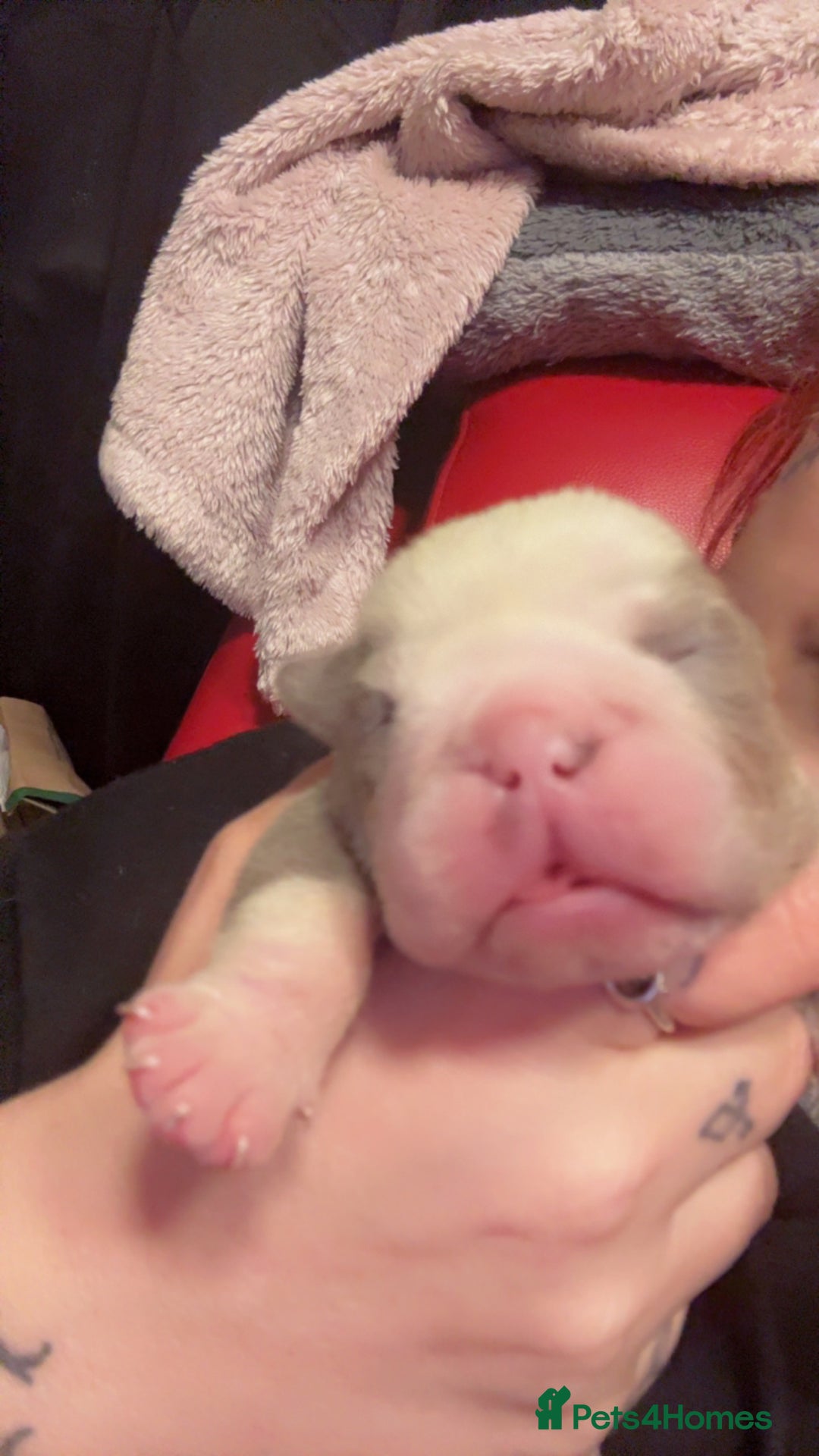 English Bulldog dogs for sale: 3 beautiful English bull dogs - Advert 4