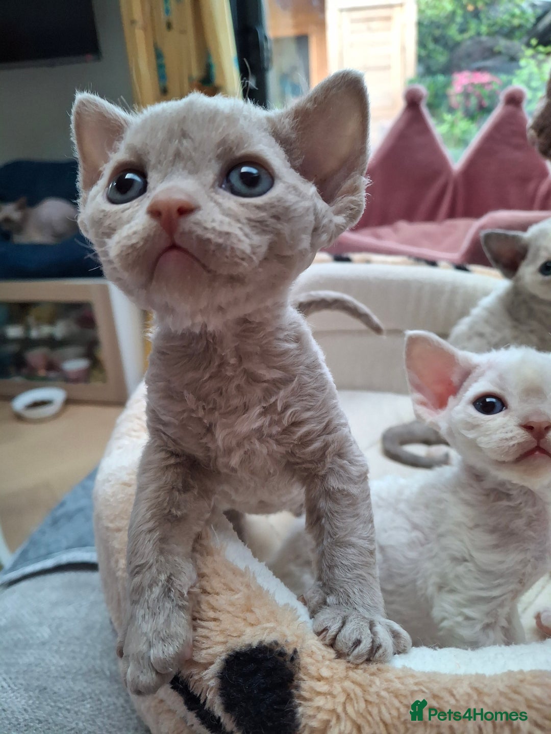 Top devon rex blue point Shop