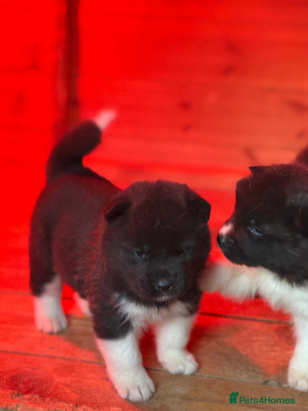 Akita dogs for sale: Beautiful KC Registered American Akita Puppies - Image 4