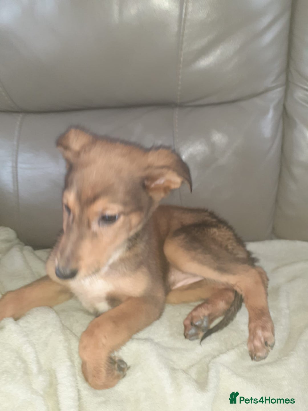 Mixed Breed dogs for sale: Saluki cross Chinese red dog - Advert 9