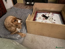 Cocker Spaniel dogs - Advert 12