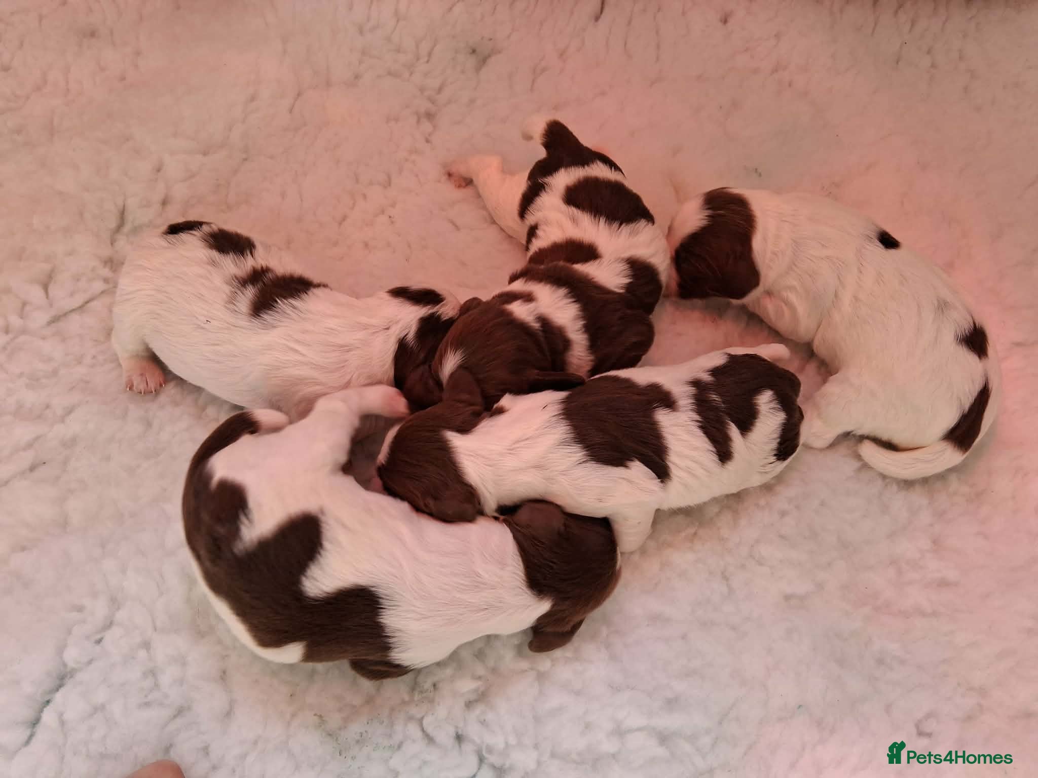 English Springer Spaniel dogs Working English Springer Spaniel puppies - Advert 2