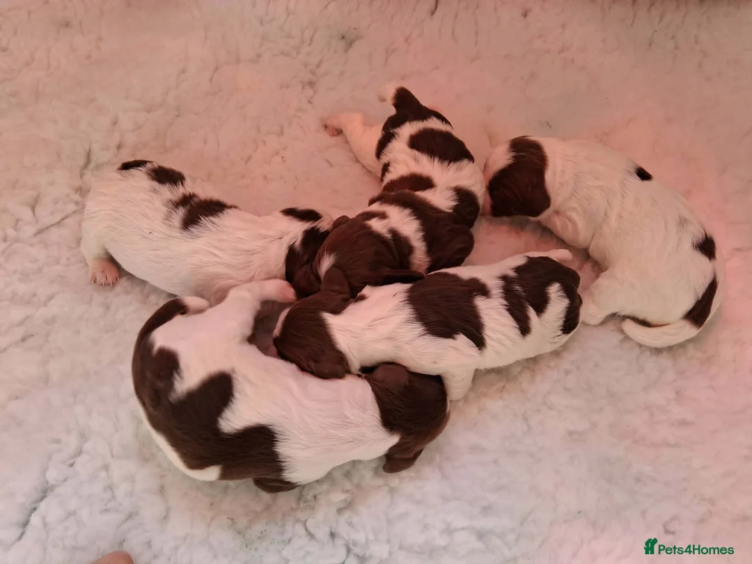 English Springer Spaniel dogs for sale: Working English Springer Spaniel puppies in Wrexham - Advert 2
