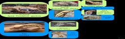 Gecko reptiles for sale: Juvenile Crested geckos  - Advert 9