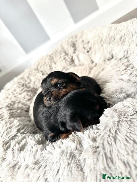 Yorkshire Terrier dogs ❤️ Gorgeous Purebred Miniature Yorkshire Terriers  - Advert 2