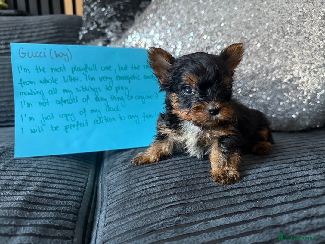 Yorkshire Terrier dogs for sale: Miniature Yorkshire terrier puppies  - Image 15