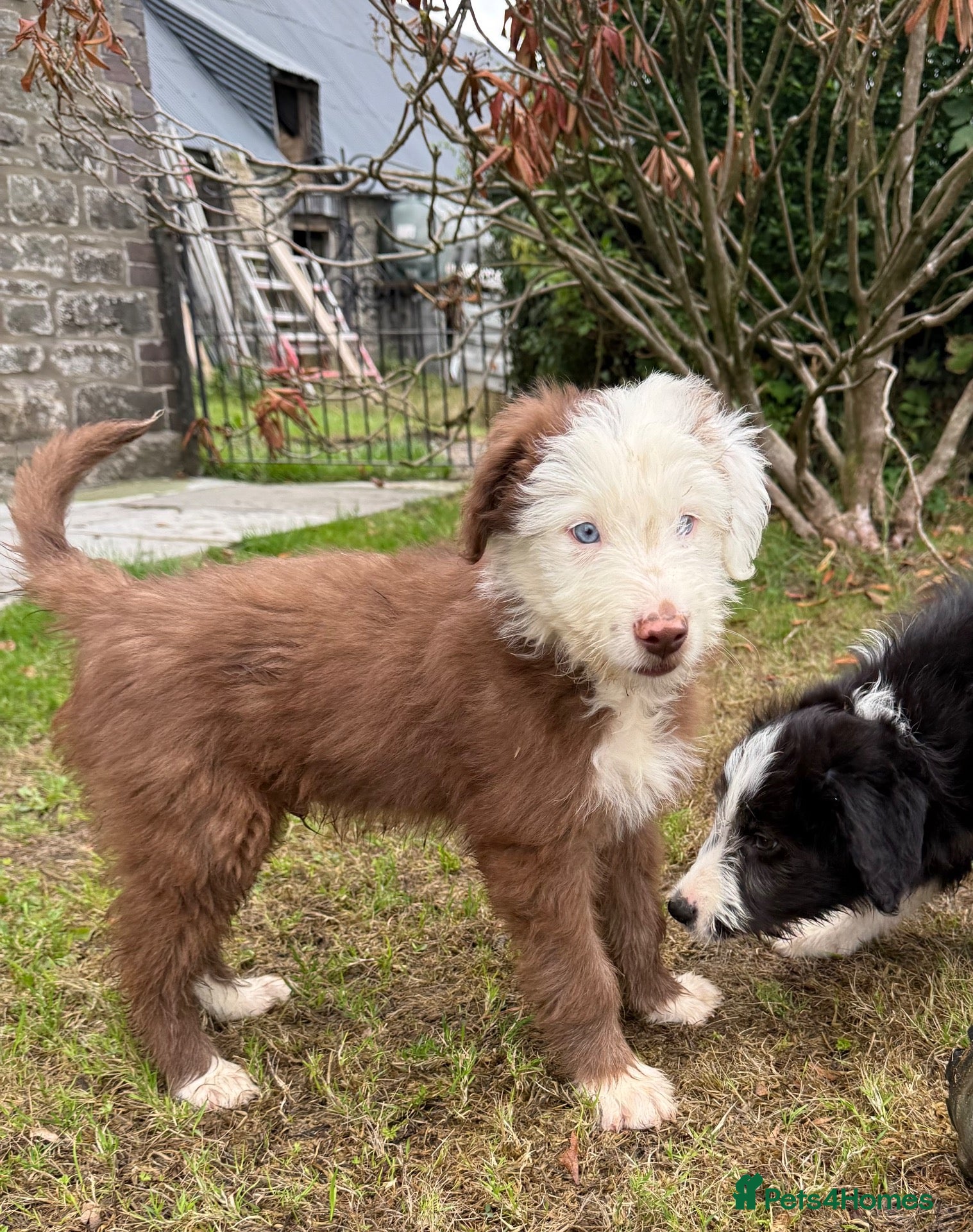 Bearded Collie dogs Two beautiful beardie pups for sale! - Advert 2