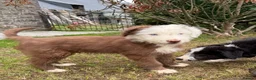 Bearded Collie dogs for sale: Two beautiful beardie pups for sale! in Llanwrtyd Wells - Advert 2