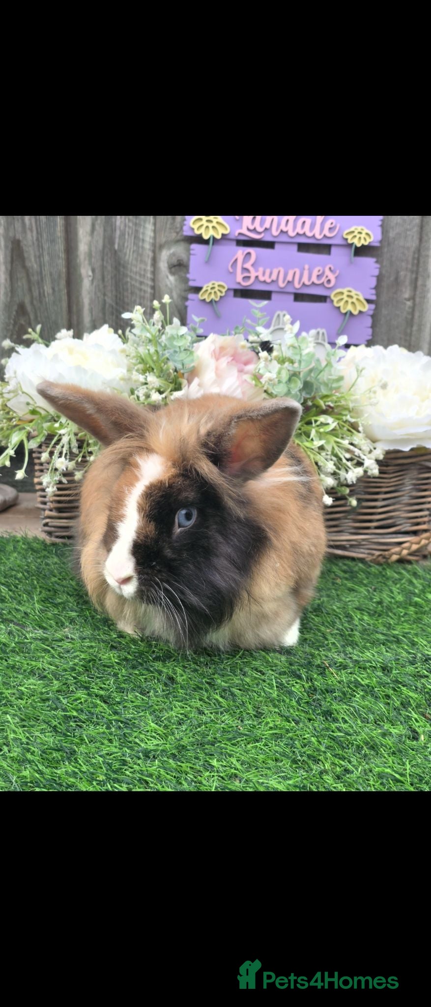 Lionhead rabbits Double Mained Lion BUCK READY - Advert 2
