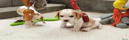 Beagle dogs for sale: Stunning KC Registered Beagle Pups- Ready 24.08.26 in Thirsk - Advert 14