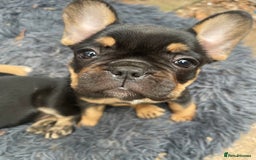 French Bulldog dogs for sale: French bulldog - Image 16