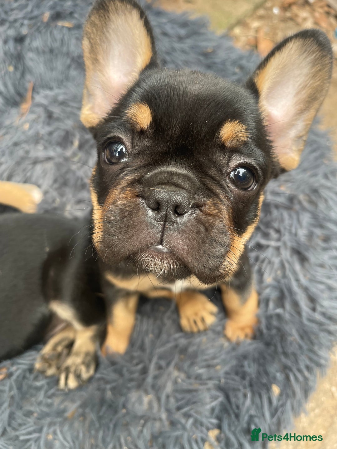 French Bulldog dogs for sale: French bulldog - Image 16