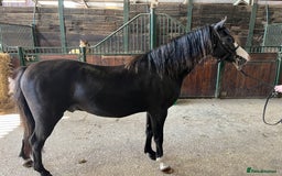 Welsh Section B horses for sale: Top class section B for sale  - Image 8