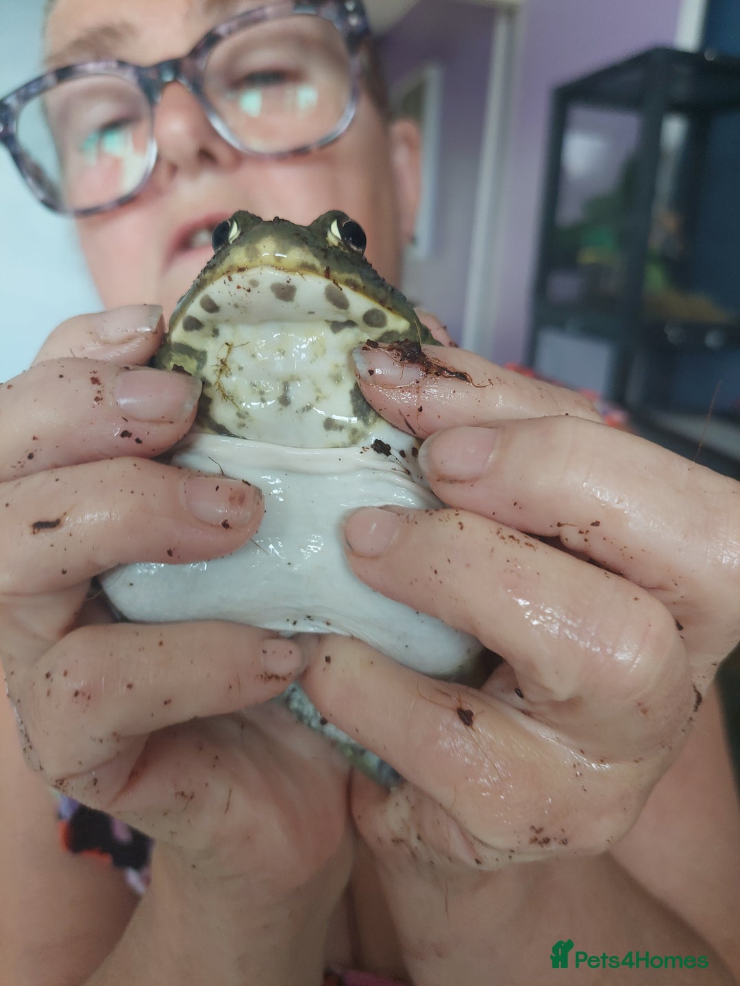 Frog reptiles for sale: Female baby african bullfrog 10mths old - Image 2