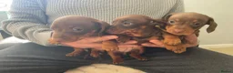 Dachshund dogs for sale: 3 beautiful Choclate and tan dachshund puppy’s  - Advert 17
