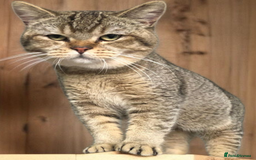 British Shorthair cats for sale: GCCF Active entire male - Image 5