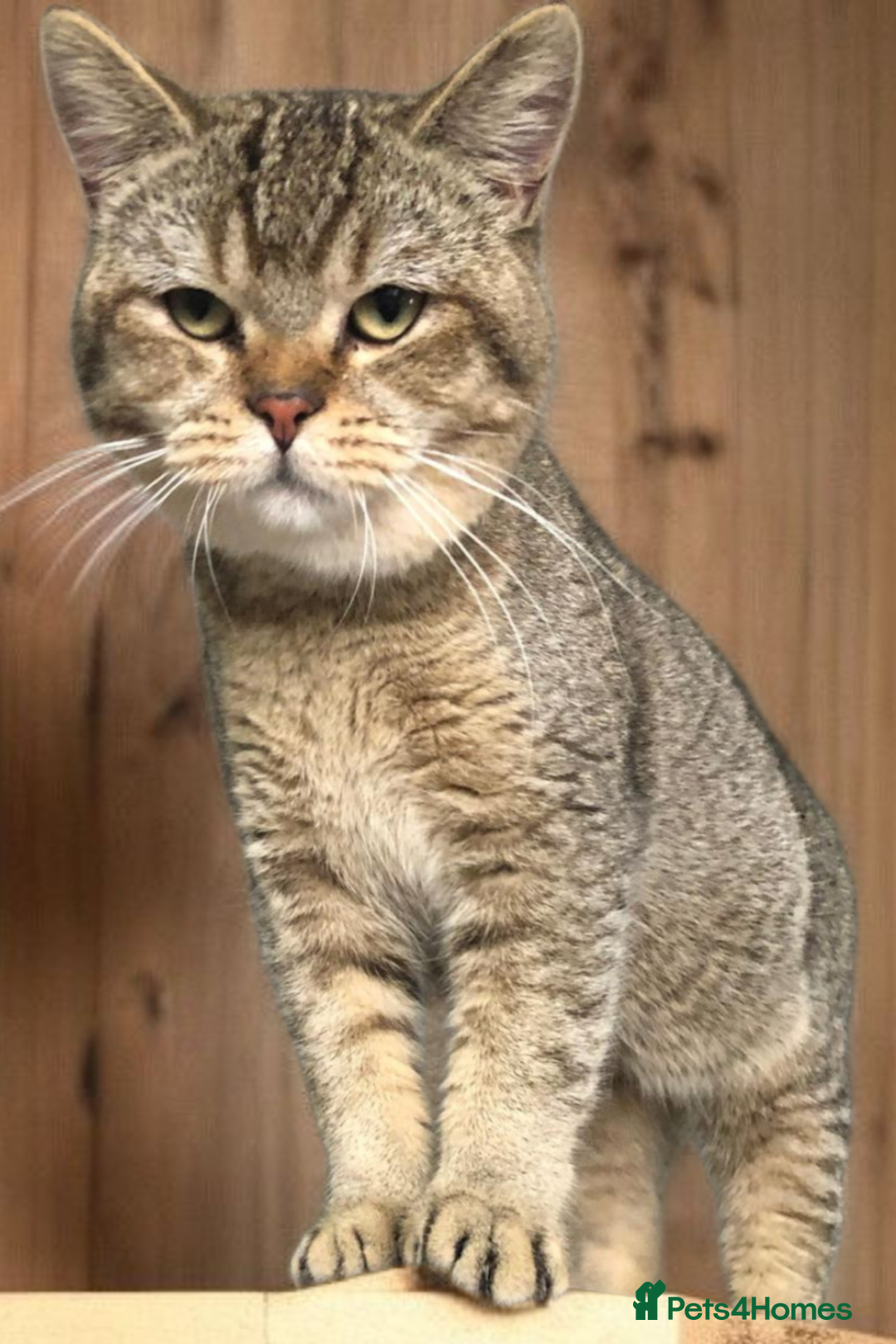 British Shorthair cats for sale: GCCF Active entire male - Image 5