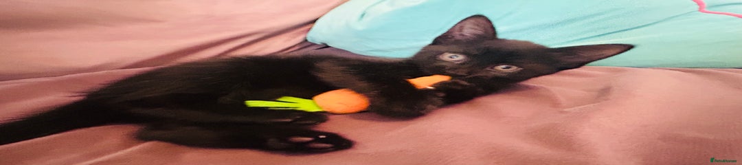 Mixed Breed Kitten 2