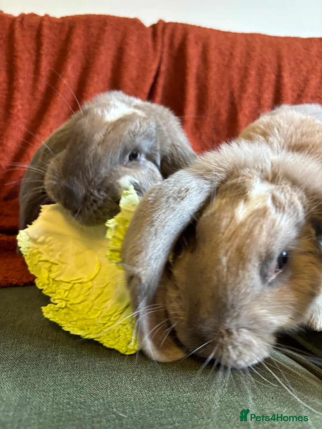 French Lop rabbits for sale: French lops - Advert 1