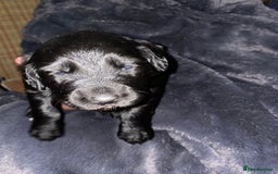 Mixed Breed dogs for sale: Border collie x cocker spaniel  - Image 3