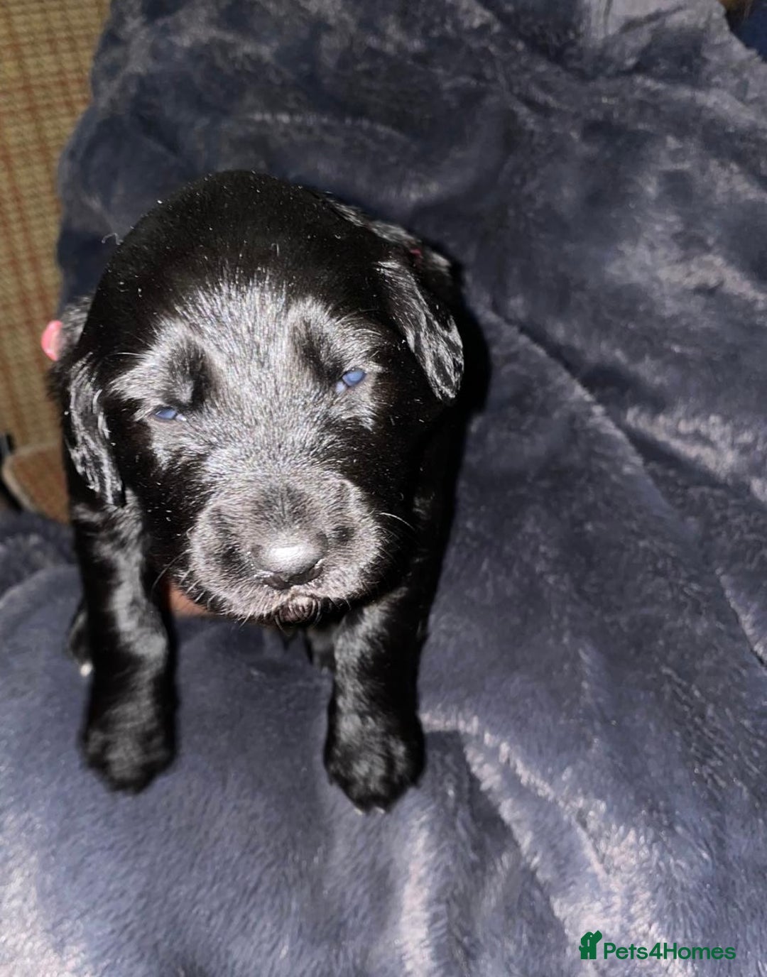 Mixed Breed dogs for sale: Border collie x cocker spaniel  - Image 3