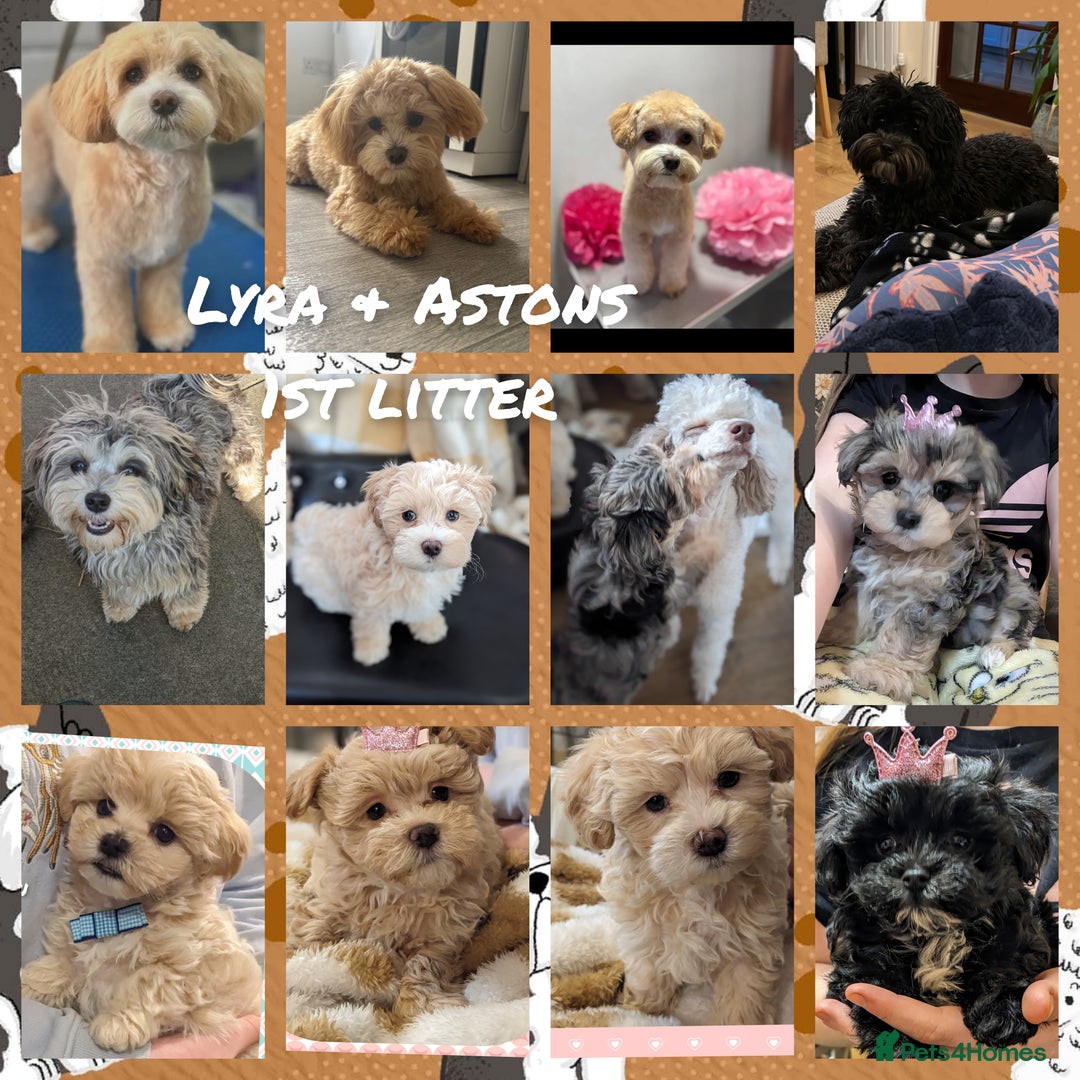 Maltipoo dogs for sale: Quality unique f1 tiny korean maltipoo puppies  - Advert 20