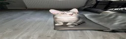 Maine Coon cats for sale: Maine Coon  - Advert 10
