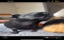 Guinea Pig rodents for sale: Guinea Pig Boars for Sale  - Image 5