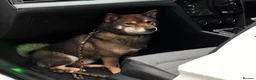 Japanese Shiba Inu dogs for stud: Shiba Inu Handsome Boy Yoshi ready for STUD duties in Slough - Advert 3