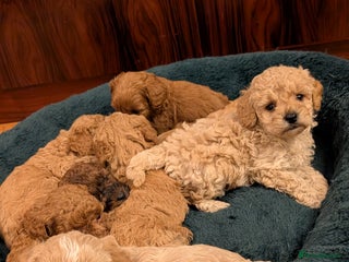 Maltipoo dogs Wait List Open - Toy Maltipoo Puppies - Advert 2