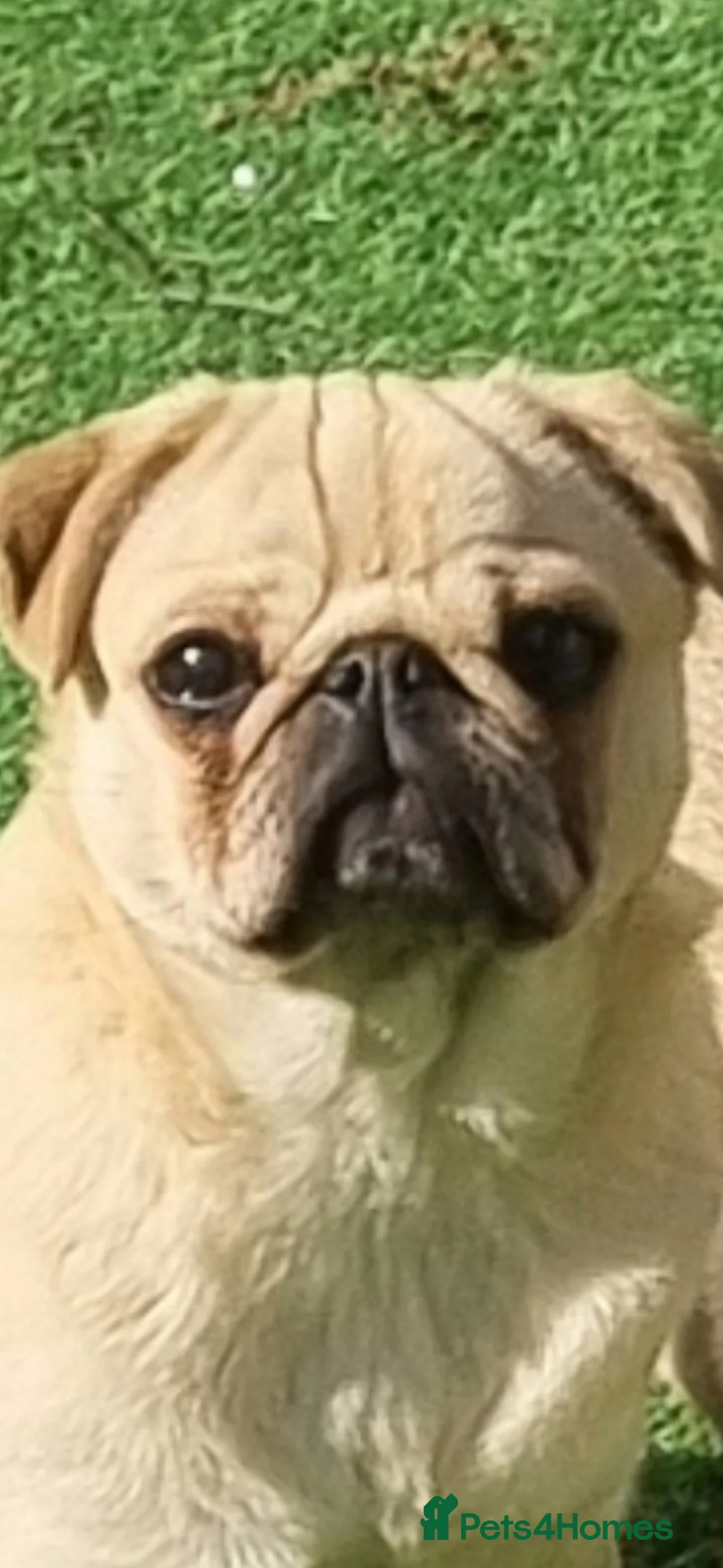 Pug dogs for sale: Female pug  - Advert 1