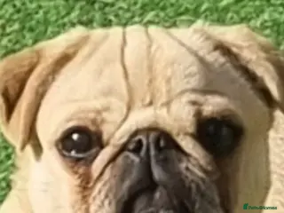 Pug dogs Female pug - Advert 1