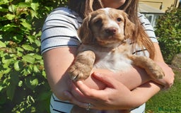 Cocker Spaniel dogs for sale: Cocker Spaniel Puppies - Image 16