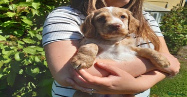 Cocker Spaniel dogs - Advert 8