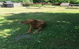 Labrador Retriever dogs for sale: Fox red Labrador puppies  - Image 10