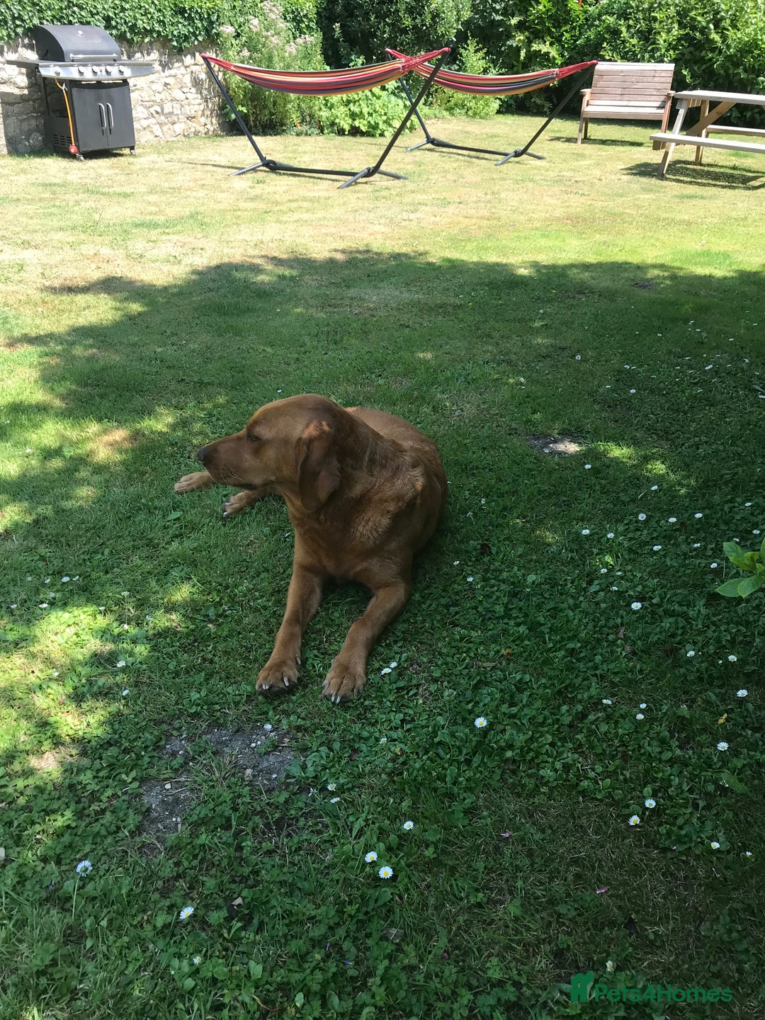 Labrador Retriever dogs for sale: Fox red Labrador puppies  - Image 10