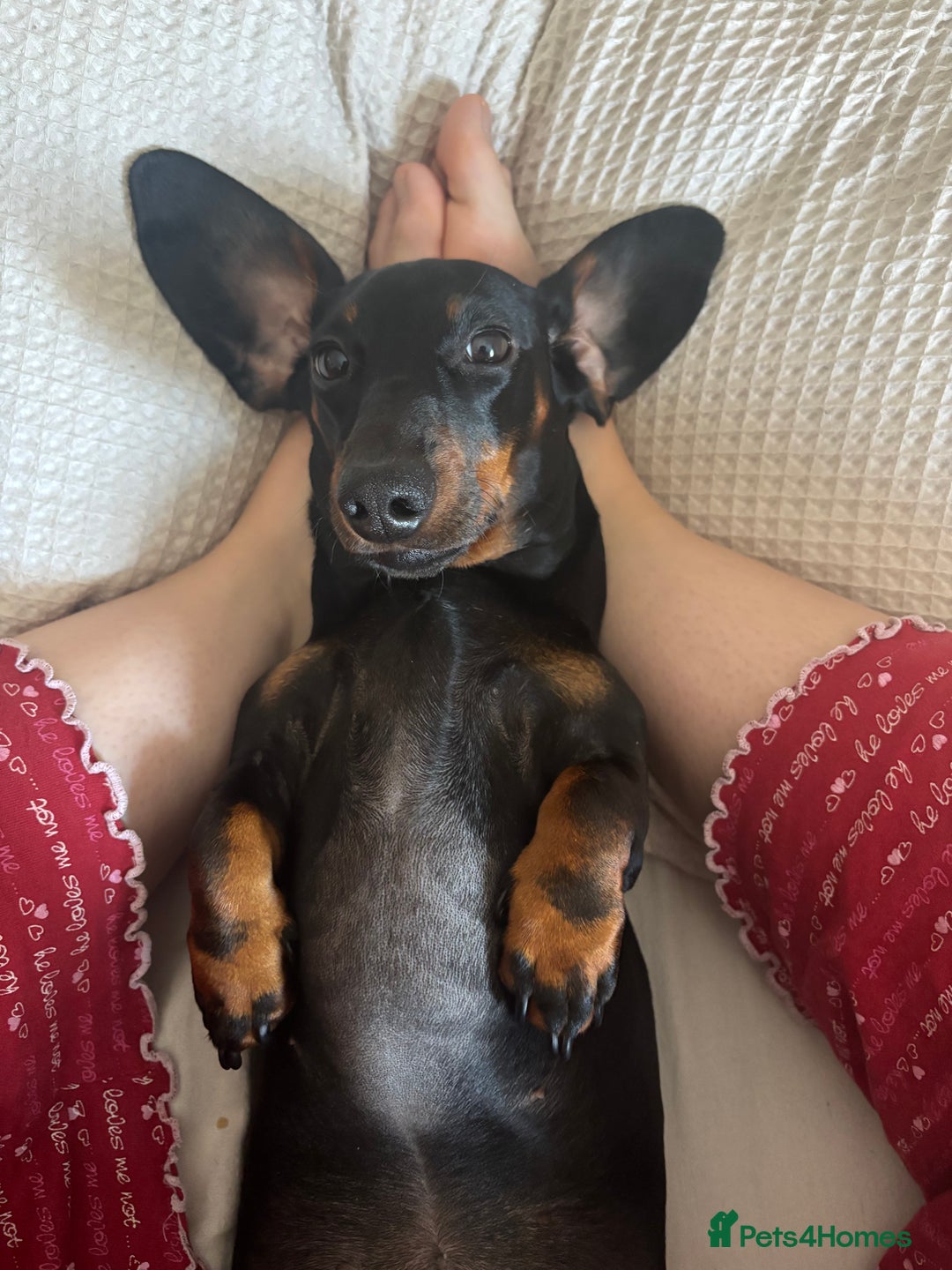 Miniature Dachshund dogs for sale: Coco needs a new home🩷🏡 - Image 4