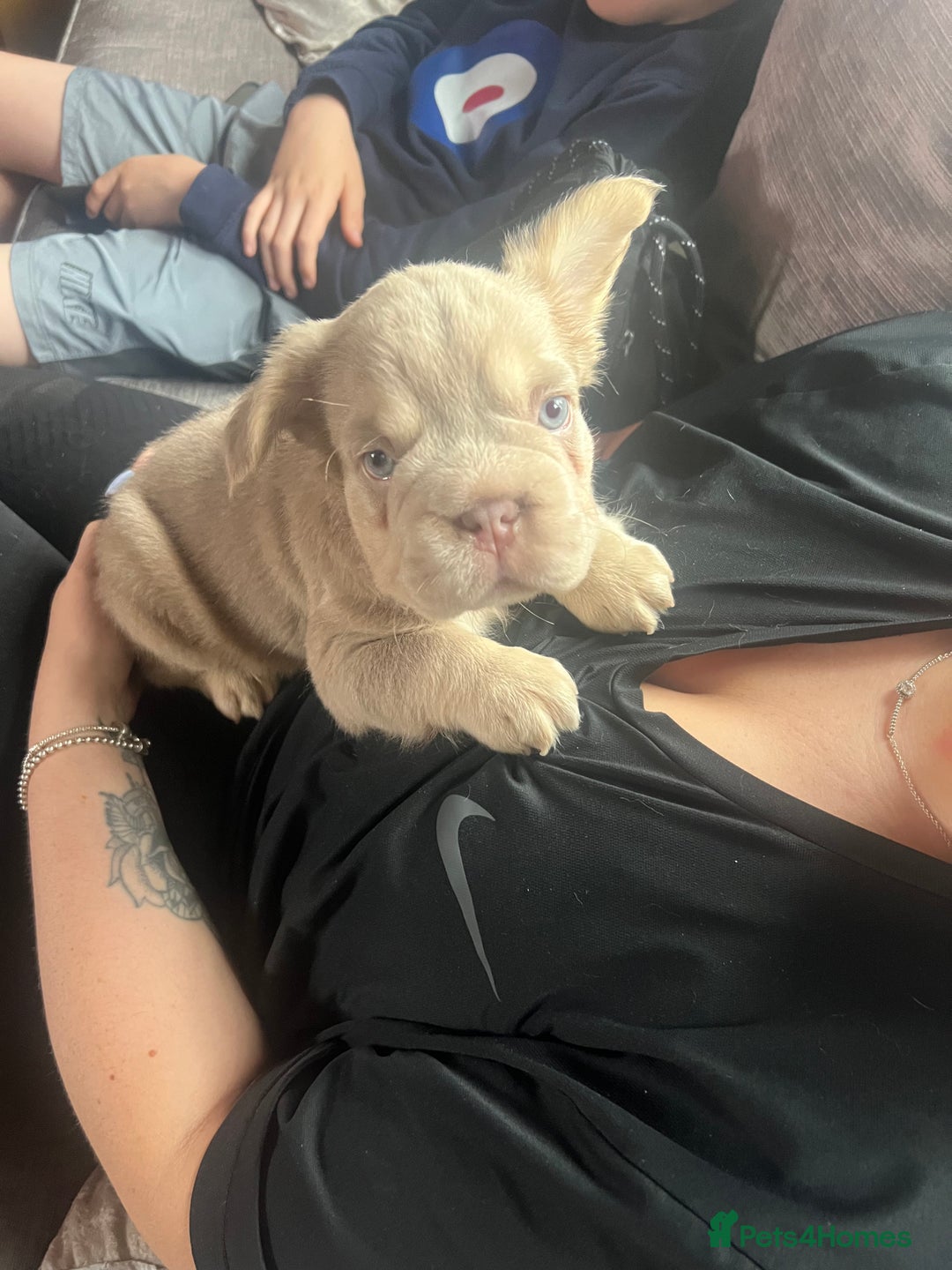 French Bulldog dogs for sale: ** carrying fluffy French bulldog - Image 3
