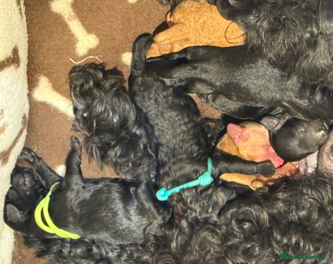 Mixed Breed dogs for sale: Cockapoo's - Image 3