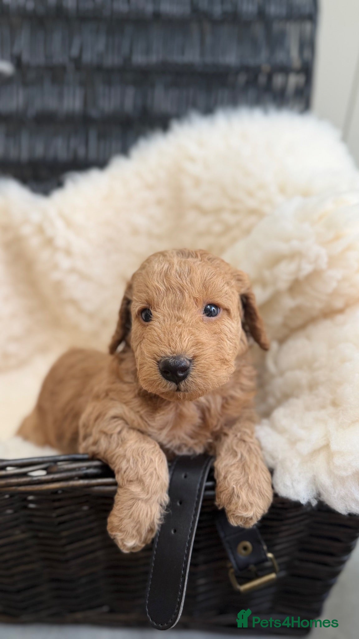 Cockapoo dogs Cockapoo puppies F1B  - Advert 2