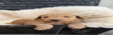 Cockapoo 5