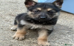 German Shepherd dogs for sale: German shepherd puppies  - Image 34
