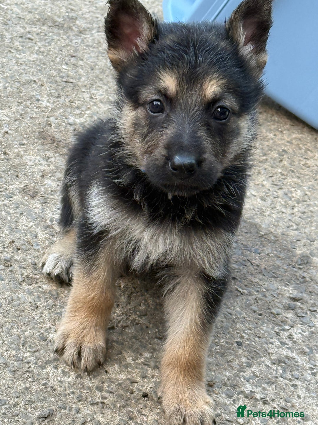German Shepherd dogs for sale: German shepherd puppies  - Image 34