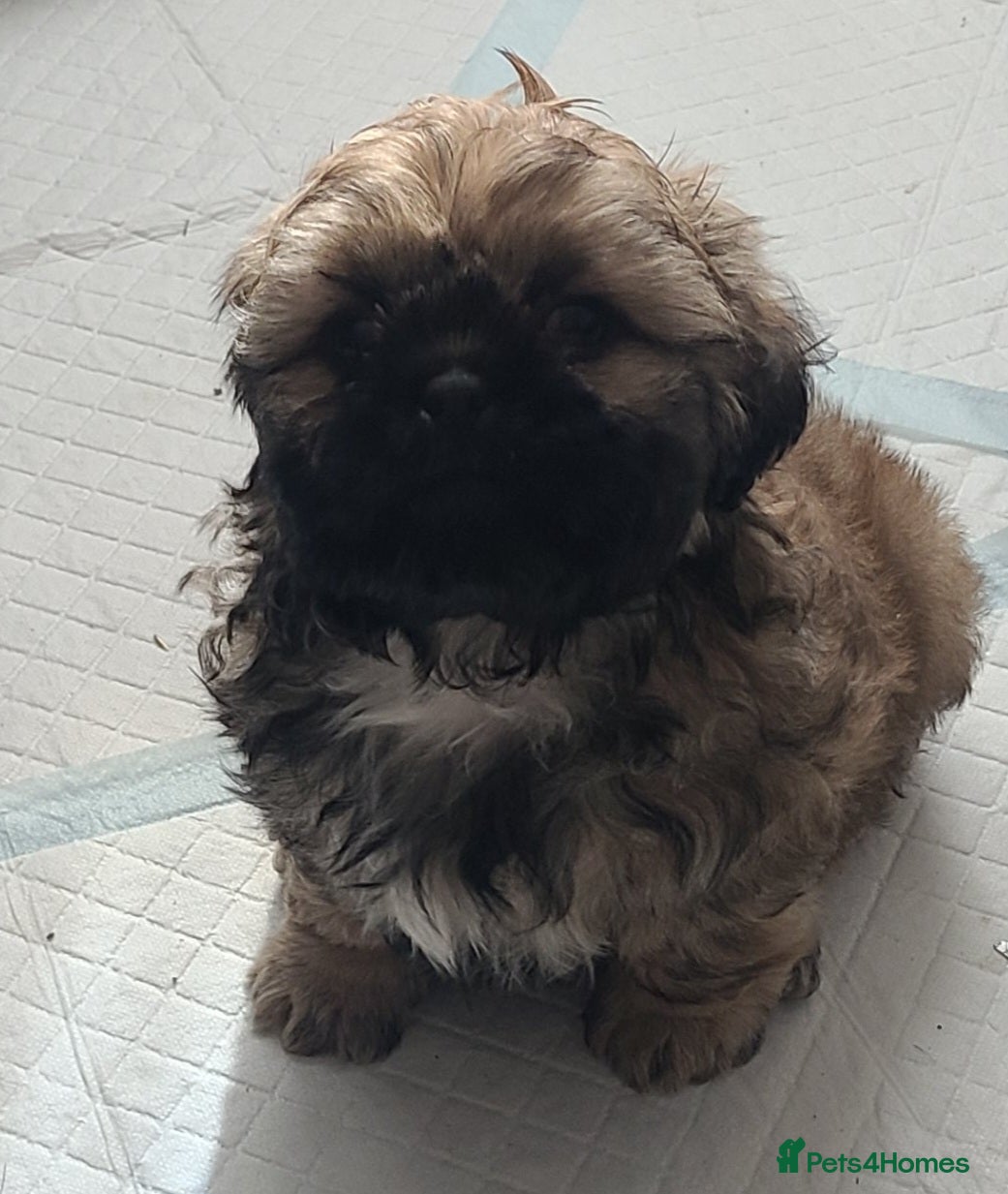 Shih Tzu dogs for sale: 2 beautiful boys ready for New home from Wednesday - Advert 8