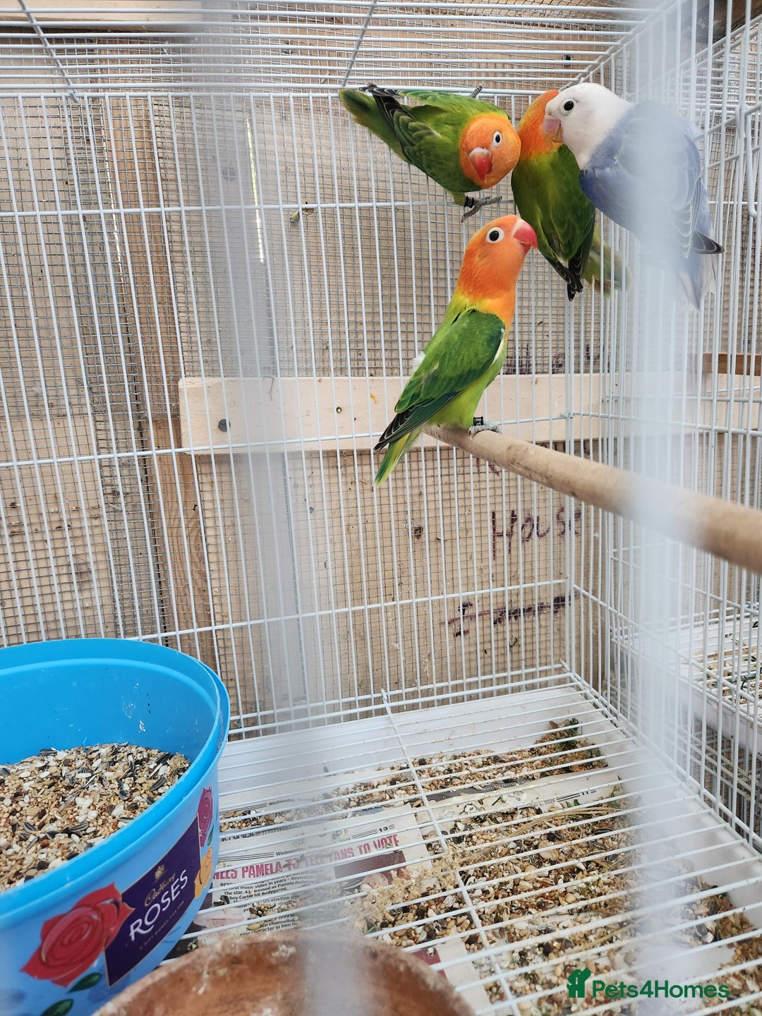 Lovebirds birds for sale:  Fischers lovebirds for sale in Birmingham - Image 23