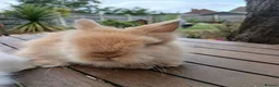 Lionhead rabbits for sale: Beautiful DM Lionheads  - Advert 17