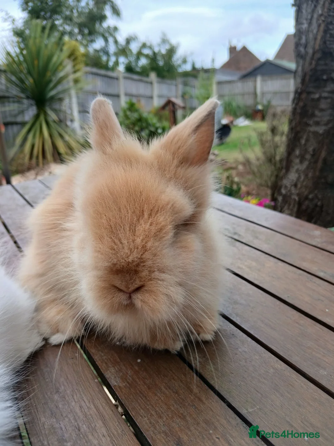Lionhead rabbits for sale: Beautiful DM Lionheads  - Advert 17