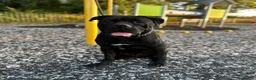 Cane Corso dogs for sale: Urgent Cane Corso  - Advert 4